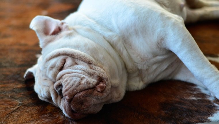 Bulldogge Schlafen auf dem Teppich