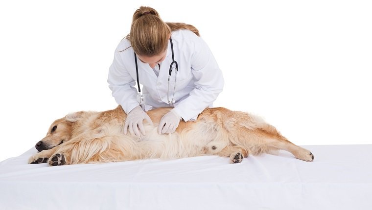 Tierarzt, der einen labradors Magen auf weißem Hintergrund prüft