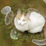 Toxoplasma gondii awareness conceptual image. 3D illustration showing Toxoplasma gondii tachyzoites and the cat which is the definitive host of parasites