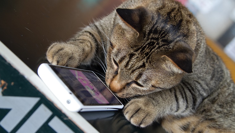 Katze berührt das Smartphone
