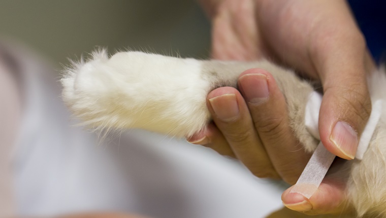 Tierarzt legt einen Verband um das Bein einer Katze.
