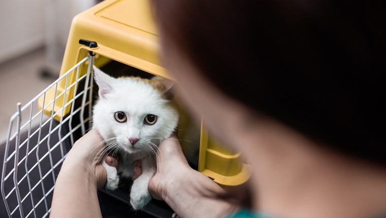 Nicht erkennbarer Tierarzt, der eine Katze aus einer Kiste herausnimmt.