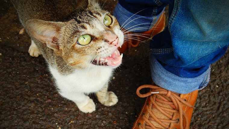 Niedriger Teil der Person, die mit Katze steht