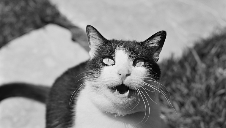 Katze schaut auf 