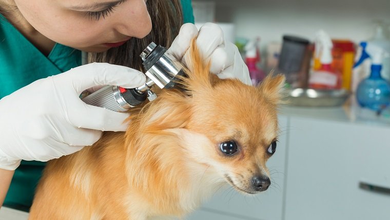 Pritty Hund bekommt eine Untersuchung im Tierarztbüro