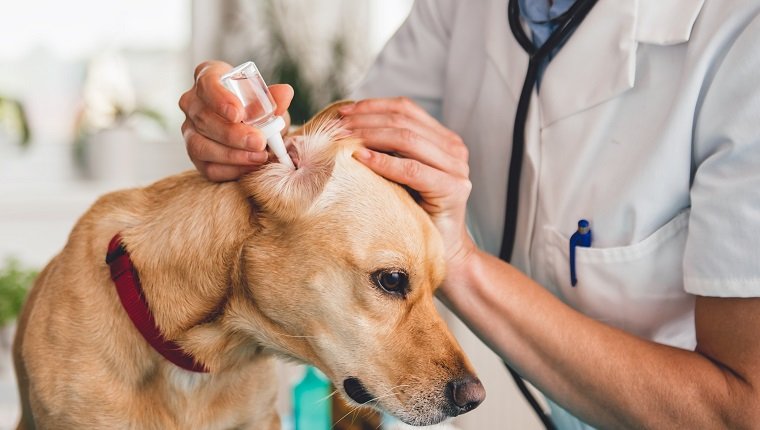 Junge weibliche Tierärztin, die Hundeohren an der Tierklinik reinigt