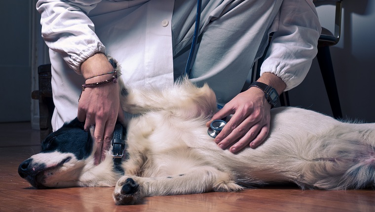 Foto eines jungen Mannes im Arztkittel, der auf das Herz eines scheinbar kranken Hundes hört