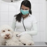 Young veterinarian examining dog on table in clinic