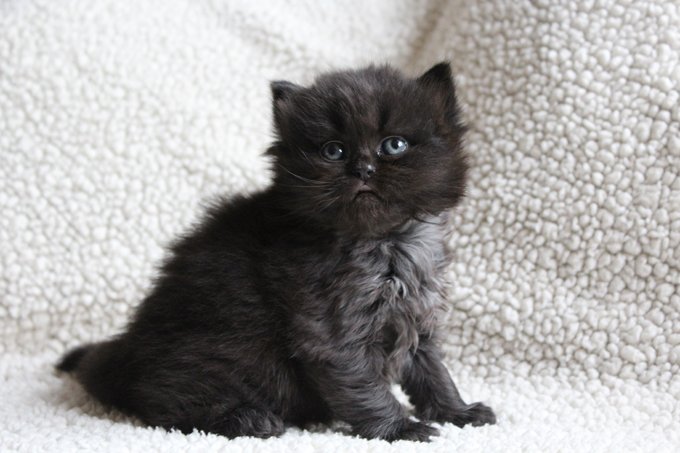 Die meisten schwarzen Katzen haben gelbe Augen. So ein hübsches Blau!