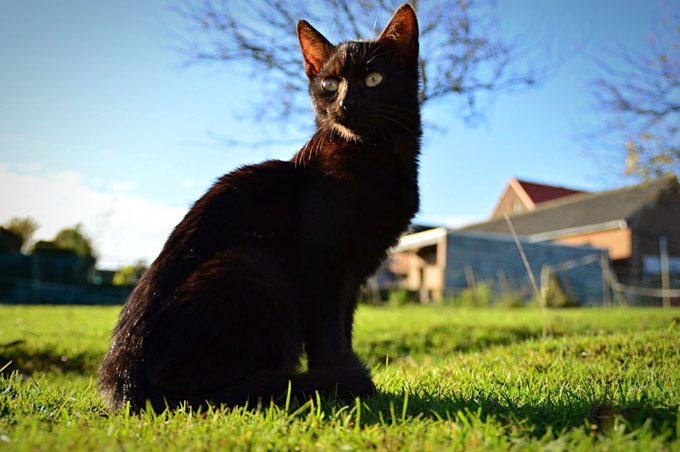 Hübsches schwarzes Kätzchen.