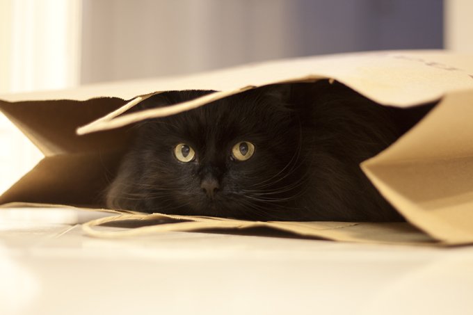 Katze in einer Tasche.