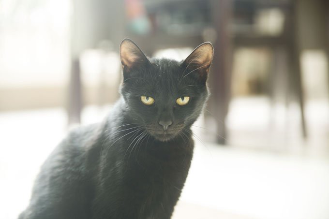 Schwarzes Kätzchen.