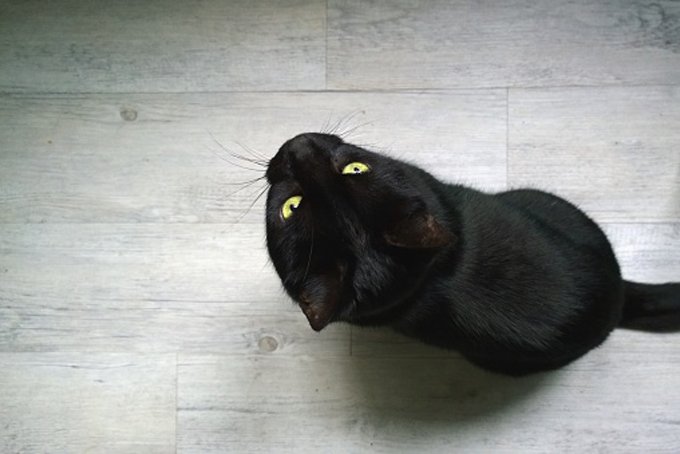 Schwarzes Kätzchen.
