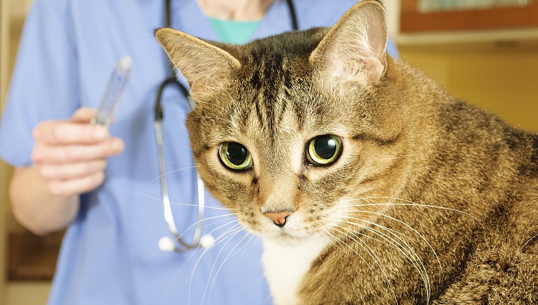 Kranke Tabbykatze wird von einem Tierarzt in einer Klinik untersucht