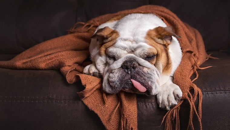 Englisch Bulldogge Hund Eckzahn Haustier auf brauner Ledercouch unter Decke, die krank aussieht