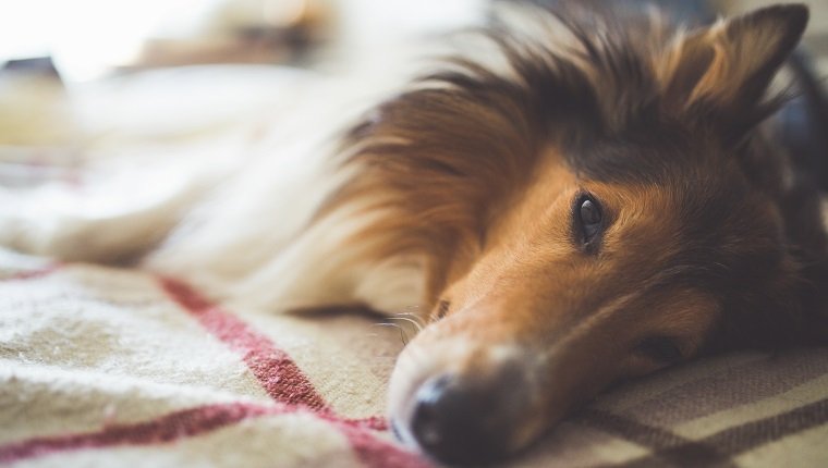 Metronidazol für Hunde Verwendung, Dosierung und Nebenwirkungen