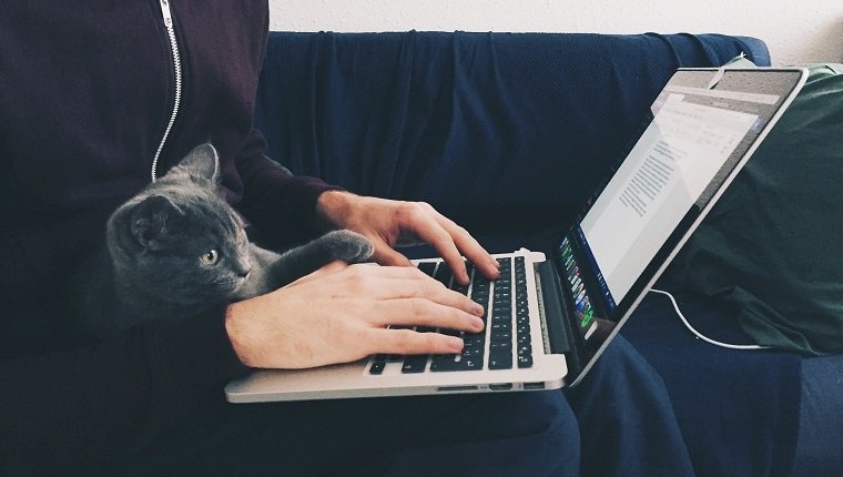 Mittelteil der Frau mit Katze, die am Laptop zu Hause arbeitet