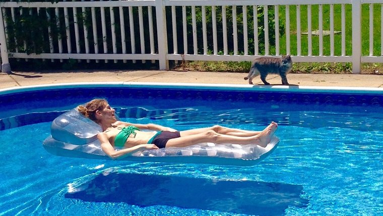 Frau, die Katze beim Liegen auf aufblasbarem Floß im Schwimmbad betrachtet