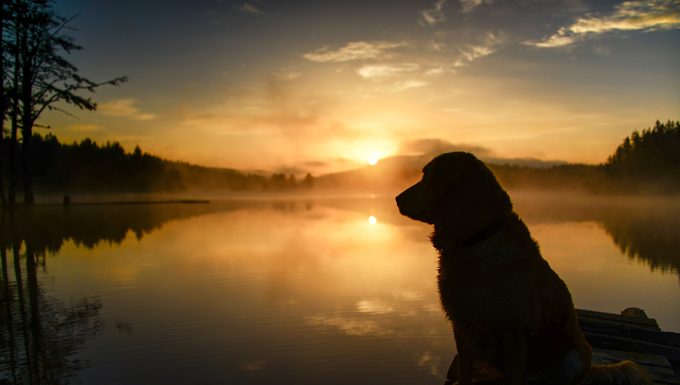 Hund bei Sonnenuntergang am See