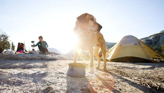 Hund auf dem Campingplatz