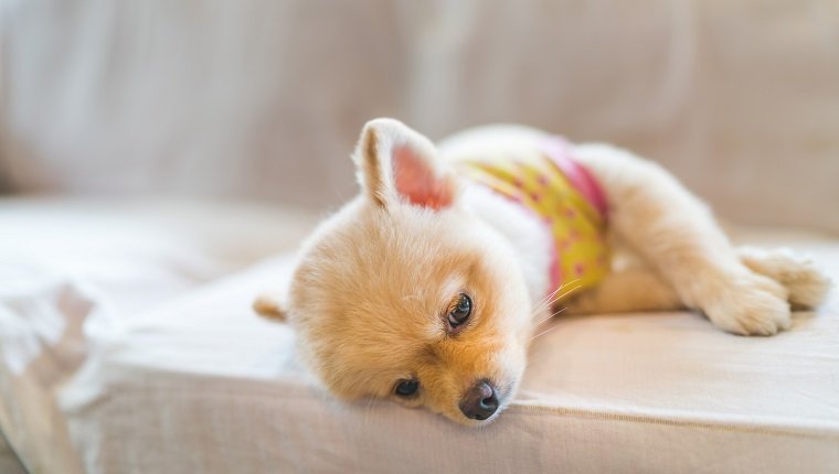 Müder und schläfriger pommerscher Hund, der T-Shirt trägt, auf Sofa schlafend, mit Kopienraum, Konzept des Überhängens oder der Montagarbeit