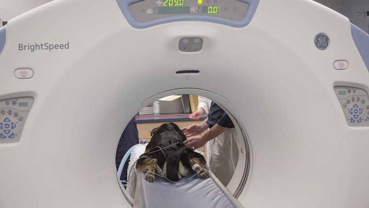 GUELPH, AM - 9. MAI: Der Veterinärradiologe Dr. Alex zur Linden von der University of Guelph hat vor ihrem CT-Scan eine Diskussion mit Alice Daw, einer MRT- und Radioloy-Technologin, über Sarah, den Hund, für eine Massenbewertung. Das Mona Campbell Center für Tierkrebs in Guelph ist Kanadas erstes Krebszentrum für Tiere, das durch Spenden an den Pet Trust Fund finanziert wird. (Chris So / Toronto Star über Getty Images)