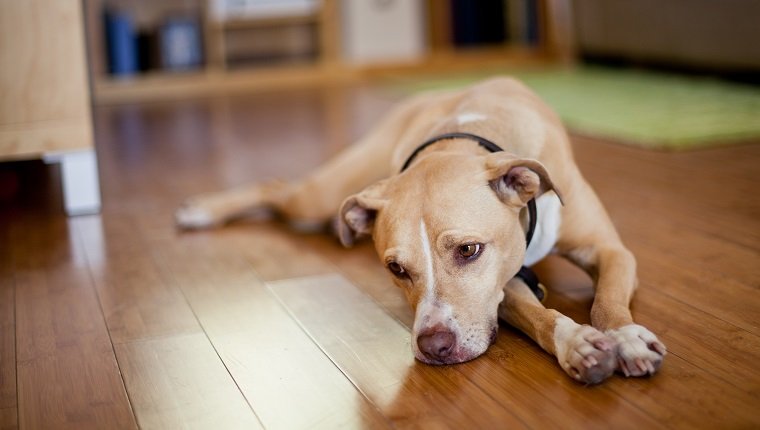 Schlaganfall bei Hunden Symptome, Ursachen und Behandlungen