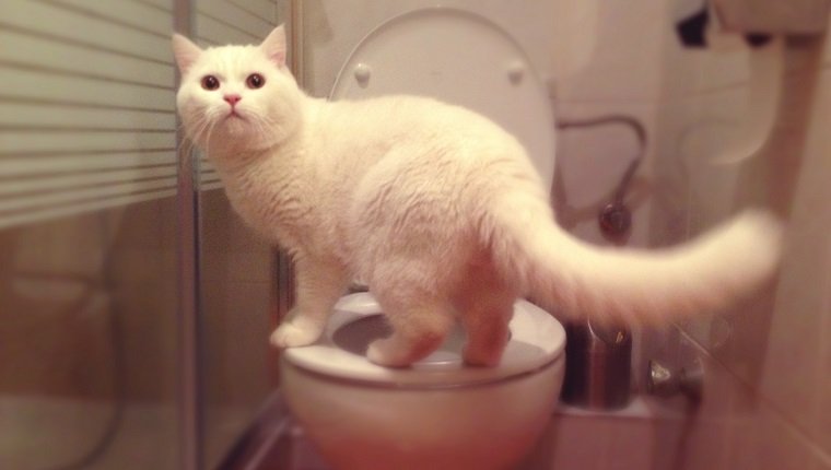 Katze steht in der Toilette