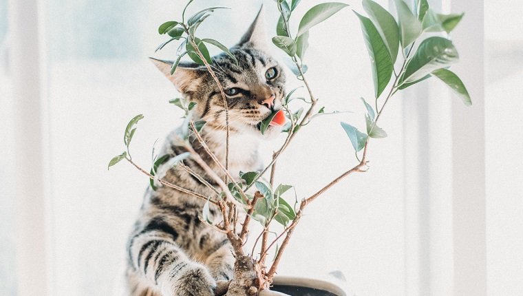 Porträt der Katze, die Pflanze zu Hause isst