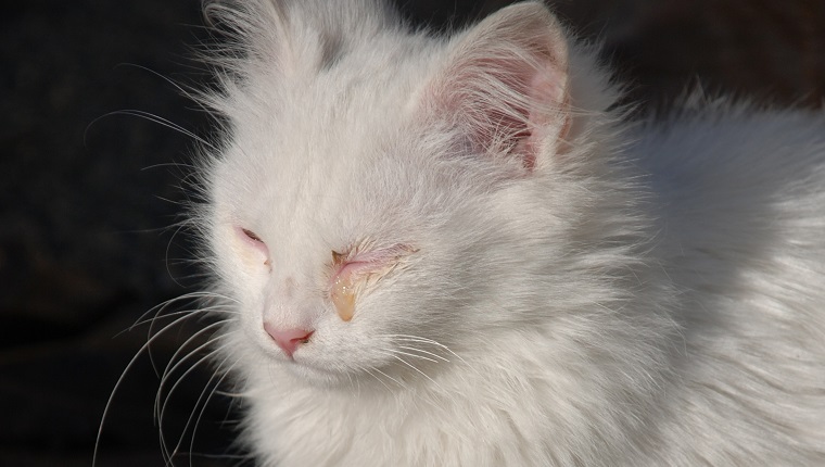 Augeninfektionen bei Katzen Symptome, Ursachen und Behandlungen