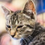 Portrait of one sad tabby kitten with eye infection in cage waiting for adoption