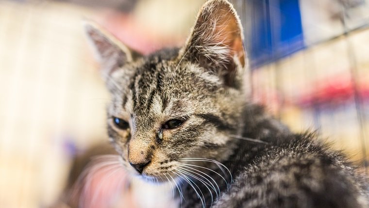 Portrait of one sad tabby kitten with eye infection in cage waiting for adoption