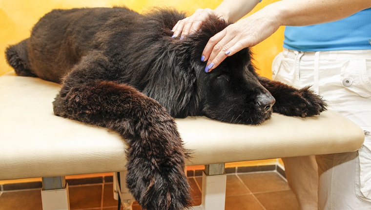 Physiotherapie bei Hunden