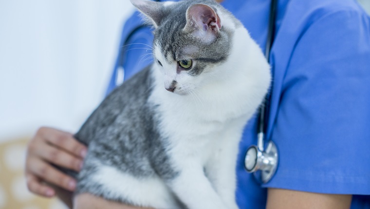 Ein Tierarzt und eine Katze sind drinnen im Büro des Tierarztes. Der Tierarzt hält die Katze in ihren Armen.