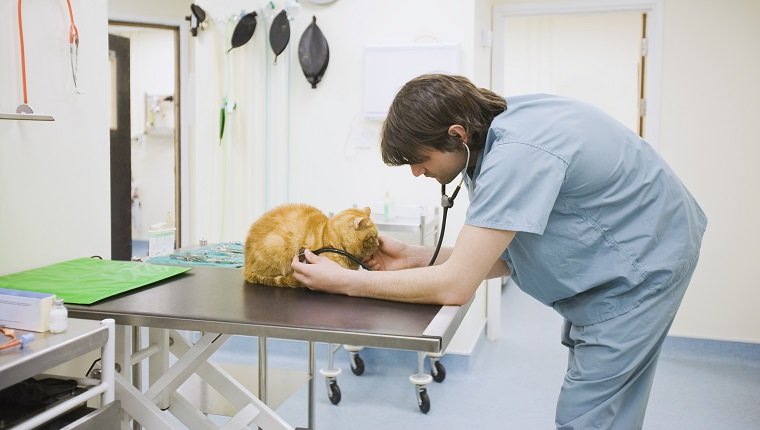 Veterinarian examining cat