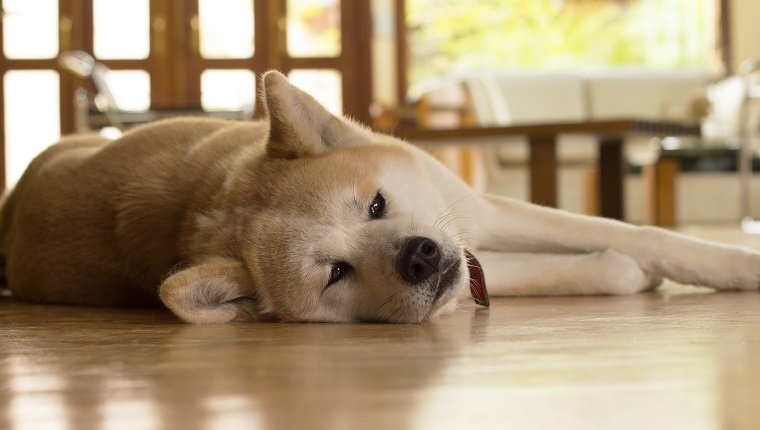 Akita Hund legt sich gelangweilt auf verschwommenes Wohnzimmer. Netter Hund, der auf dem Boden schläft.