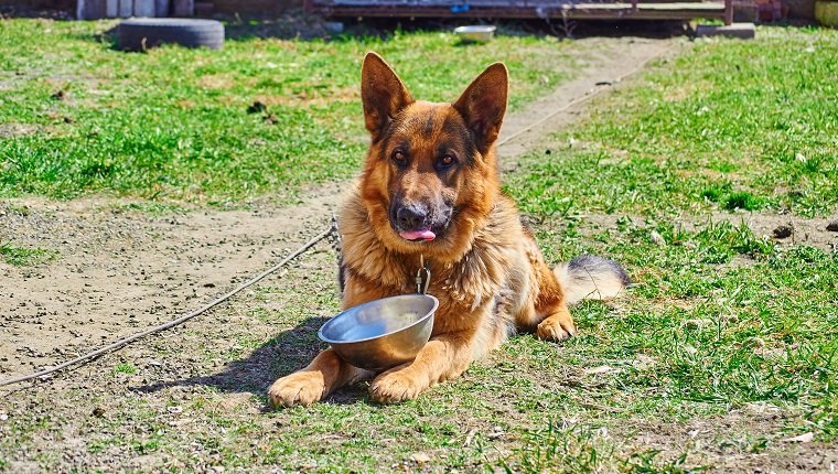 Deutscher Schäferhund im Hof ​​an der Leine, mit einer Schüssel, die um Essen bittet