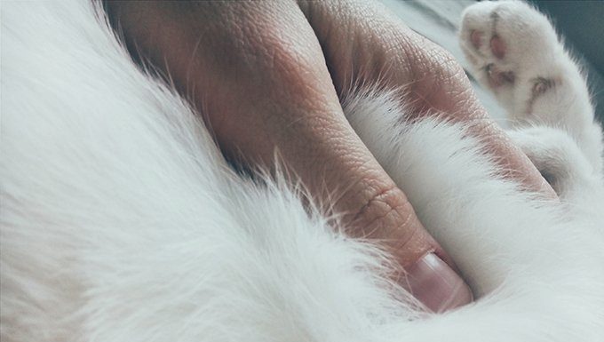 menschliche Hand auf Katze