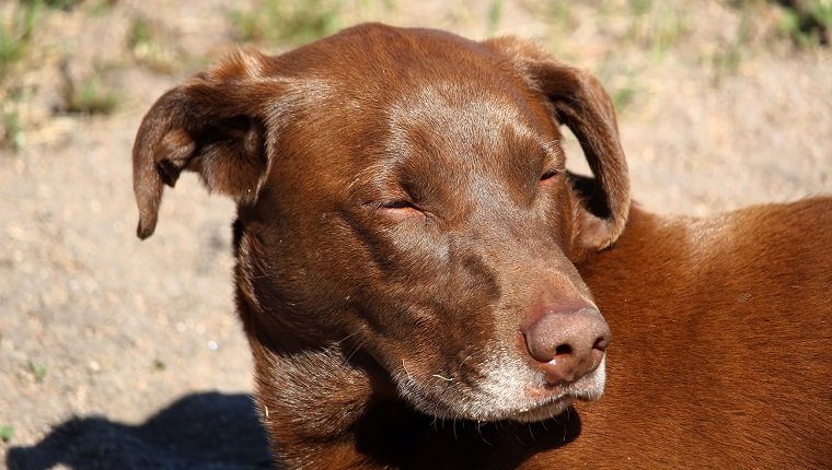 Das geschwollene Gesicht eines Hundes, nachdem er von zu vielen Mücken gebissen wurde.