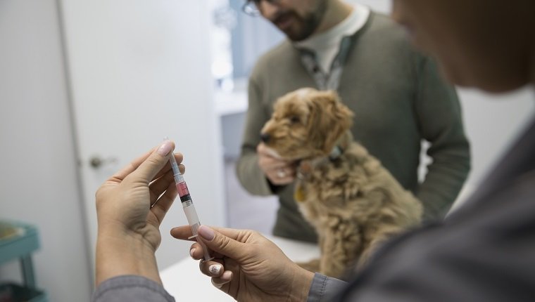 Tierarzt, der die Injektion für den Untersuchungsraum der Hundeklinik vorbereitet