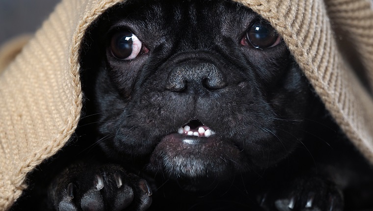 Erstaunliches Hundegesicht mit runden Augen, die unter dem Teppich hervorschauen. Hund schwarze französische Bulldogge