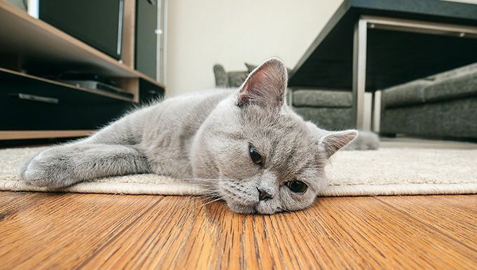 traurige Katze liegend