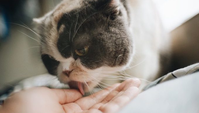 Katze leckt Hand