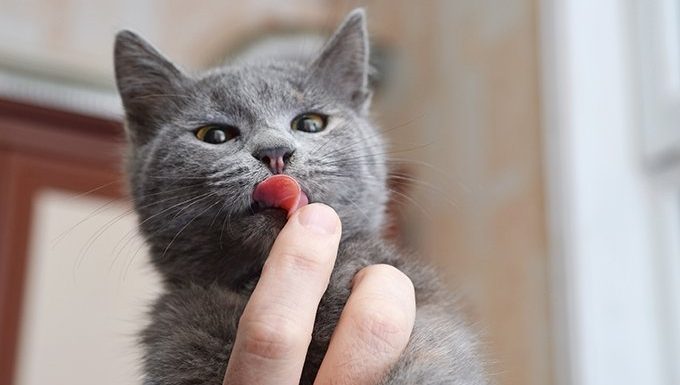 Katze mit ausgestreckter Zunge