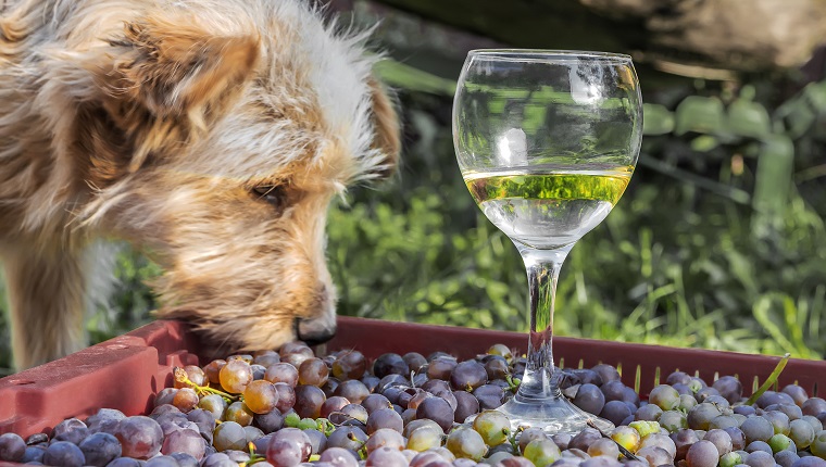 Hund und ein halbfertiges Glas Wein mit Trauben auf einer Schachtel, Sommertag