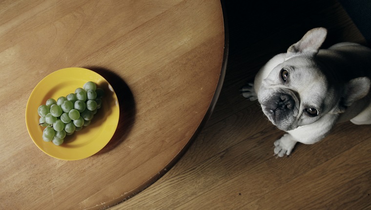 Saure Trauben in gelbem Teller auf Tisch und Hund schauen wehmütig Kamera hoch.