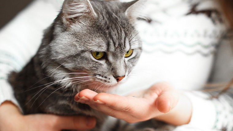 Frau zu Hause hält ihre schöne flauschige Katze und gibt ihm eine Pille. Graues Tabby süßes Kätzchen. Haustier-, Veterinär- und Lifestyle-Konzept.