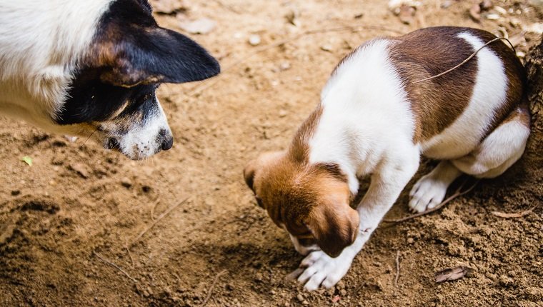 Eine Mutter Hund beobachtet ihren Welpen (mit weißem und braunem Fell) im Boden spielen