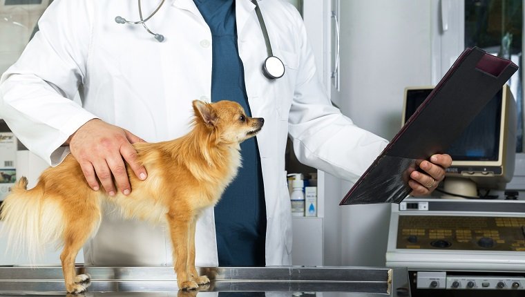 Tierarzt, der medizinische Dokumente eines Hundes untersucht