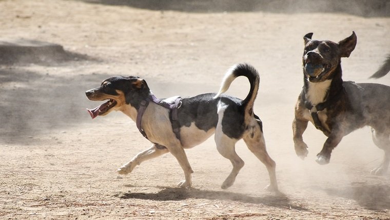 Two small dogs play with a ball on a dusty playground in the park